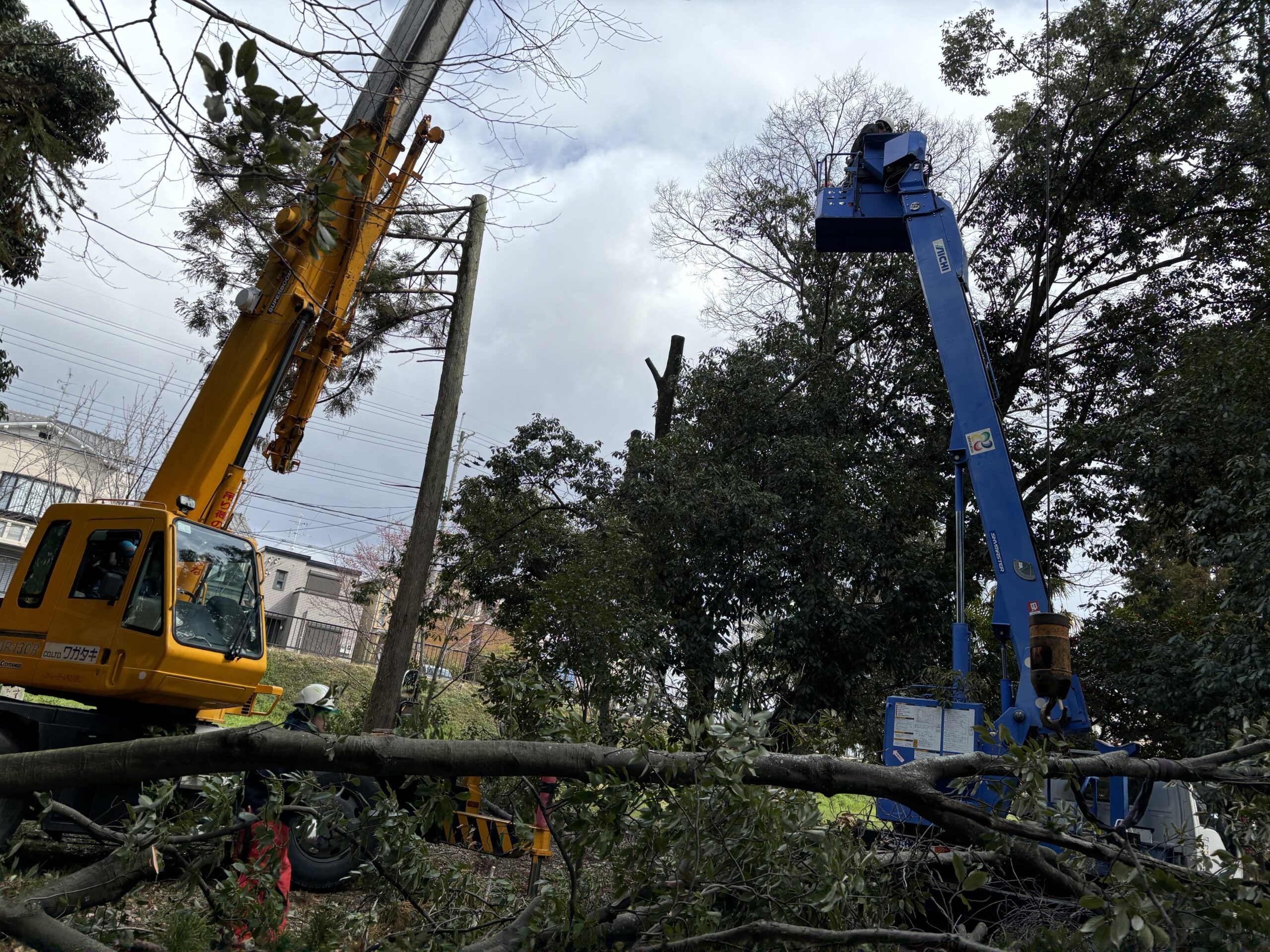 樹木の伐採作業の様子